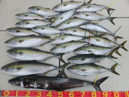 Hit Rush(ヒット ラッシュ） 釣果…