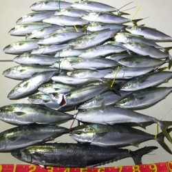 Hit Rush(ヒット ラッシュ) 釣果