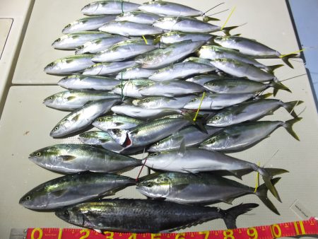 Hit Rush(ヒット ラッシュ） 釣果…