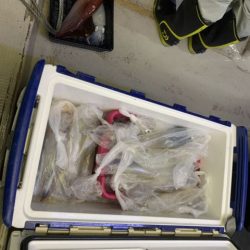 第八大安丸 釣果