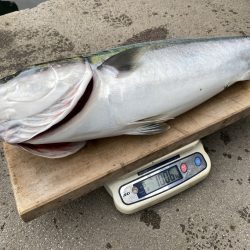 まるいち丸 ZERO-1 釣果