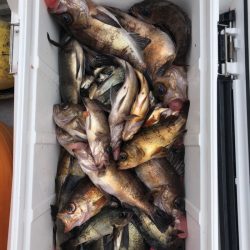 フィッシング キッタカ 釣果