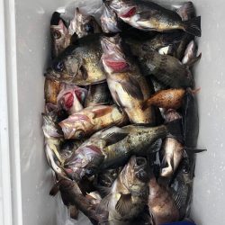 フィッシング キッタカ 釣果