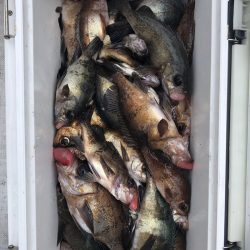 フィッシング キッタカ 釣果