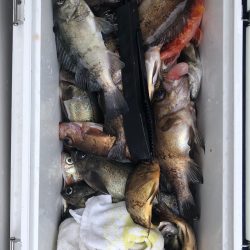 フィッシング キッタカ 釣果