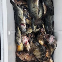 フィッシング キッタカ 釣果