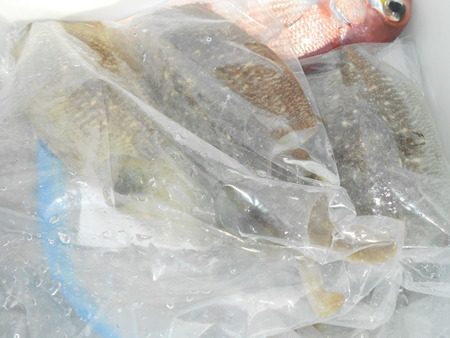 こうゆう丸 釣果