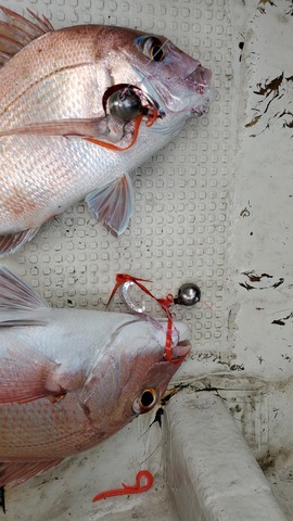 遊漁船 ニライカナイ 釣果