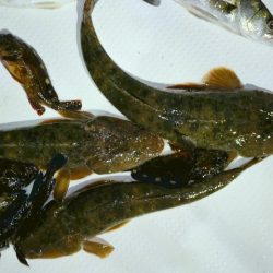 TOPGUN名古屋 釣果