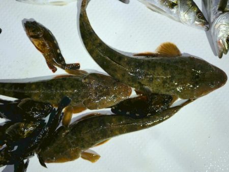 TOPGUN名古屋 釣果