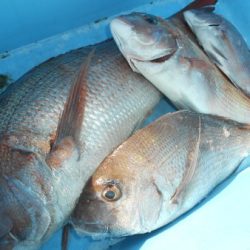 こうゆう丸 釣果