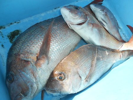 こうゆう丸 釣果