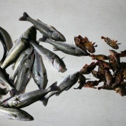 TOPGUN名古屋 釣果