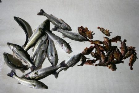 TOPGUN名古屋 釣果