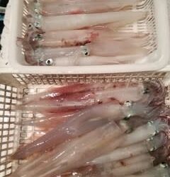 松福丸 釣果