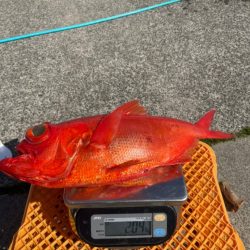 番匠高宮丸 釣果