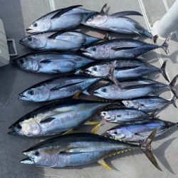 へいみつ丸 釣果