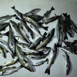 TOPGUN名古屋 釣果