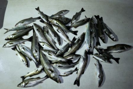 TOPGUN名古屋 釣果