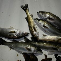 TOPGUN名古屋 釣果