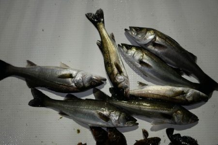 TOPGUN名古屋 釣果