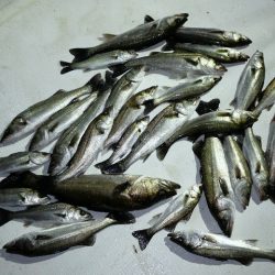 TOPGUN名古屋 釣果