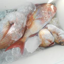 こうゆう丸 釣果