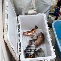 龍宮丸 釣果