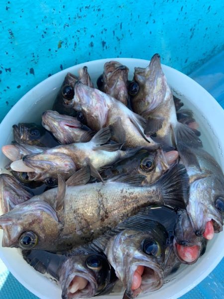 宝昌丸 釣果