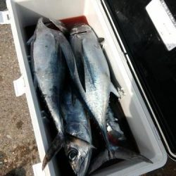 ファイヤードルフィン 釣果