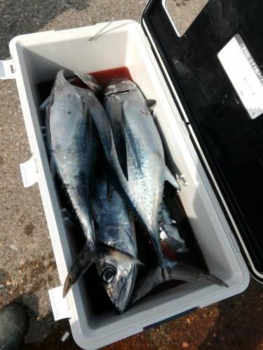 ファイヤードルフィン 釣果