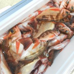 こうゆう丸 釣果