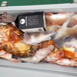 第二むつ漁丸 釣果