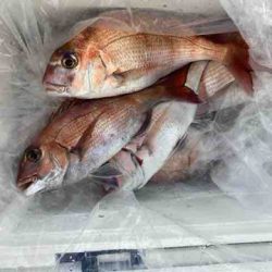 遊漁船 セトマリン 釣果