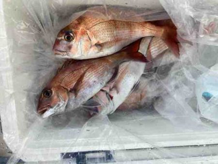 遊漁船 セトマリン 釣果