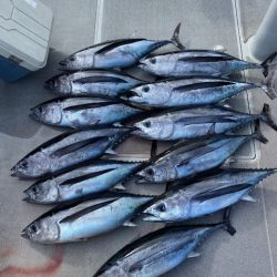 へいみつ丸 釣果