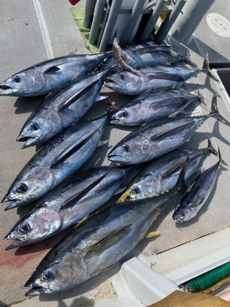 へいみつ丸 釣果