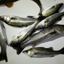 TOPGUN名古屋 釣果