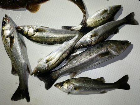 TOPGUN名古屋 釣果