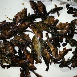 TOPGUN名古屋 釣果