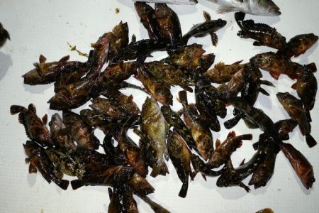 TOPGUN名古屋 釣果