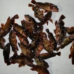 TOPGUN名古屋 釣果