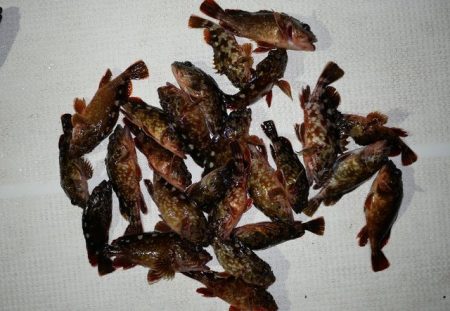 TOPGUN名古屋 釣果