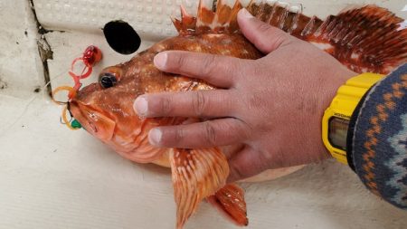 遊漁船　ニライカナイ 釣果