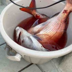 遊漁船 セトマリン 釣果