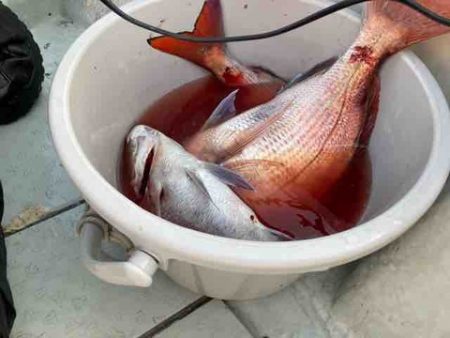 遊漁船 セトマリン 釣果