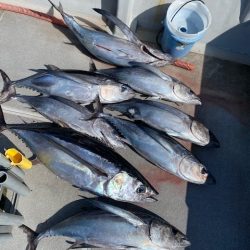 へいみつ丸 釣果