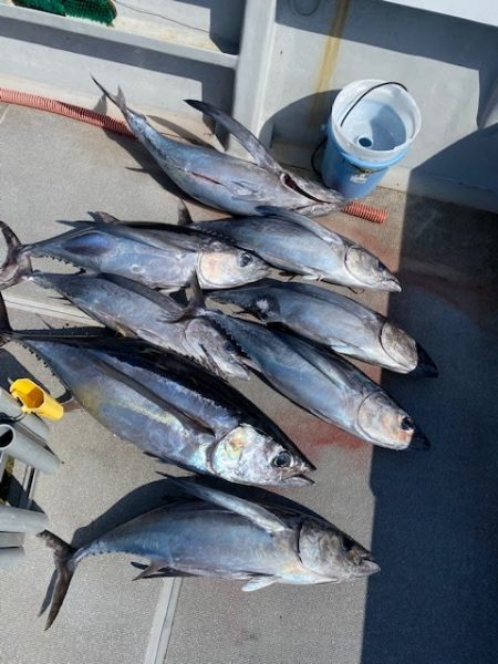 へいみつ丸 釣果