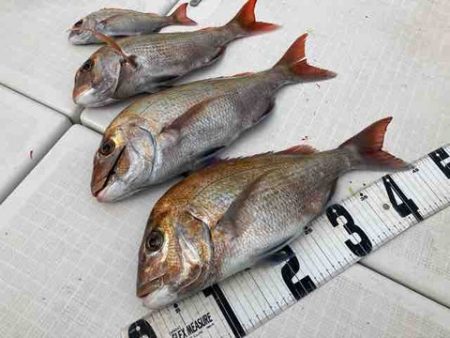 遊漁船 セトマリン 釣果