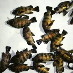 TOPGUN名古屋 釣果